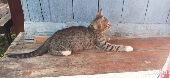 Отдам красивых и смышленных котят в добрые руки