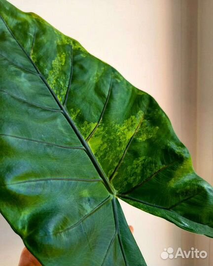 Алоказия блэк стэм жёлтая