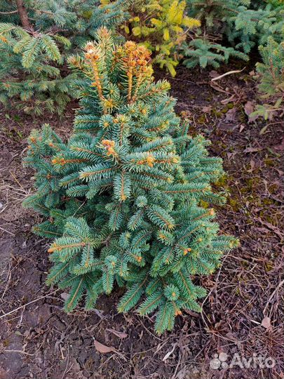 Саженцы хвойных пород деревьев
