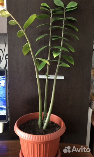 Замиокулькас, спатифиллум, орхидея-фаленопсис