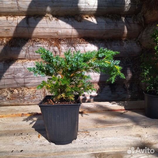Можжевельник чешуйчатый Блю Свид