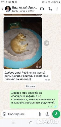 Шотландские котята, окрас золотые шиншилы