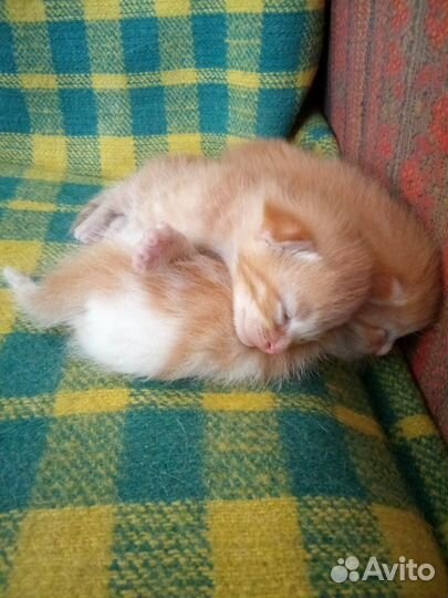 Котята рыжие бесплатно