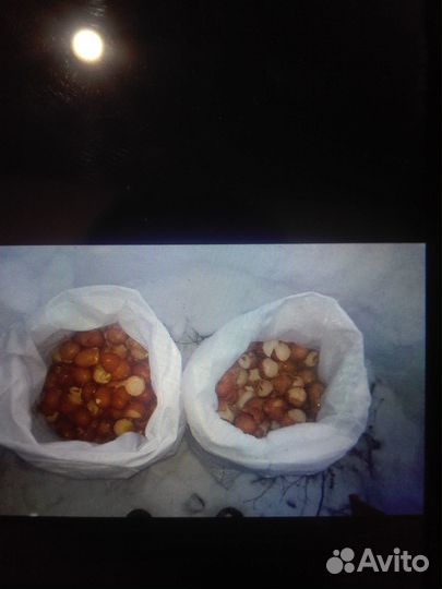 Скорлупа от яйца