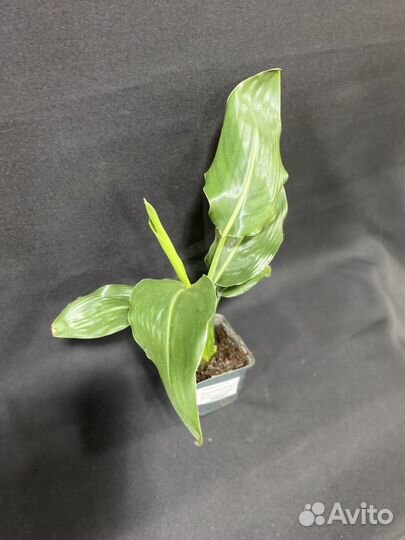 Стрелиция Регина 9/35