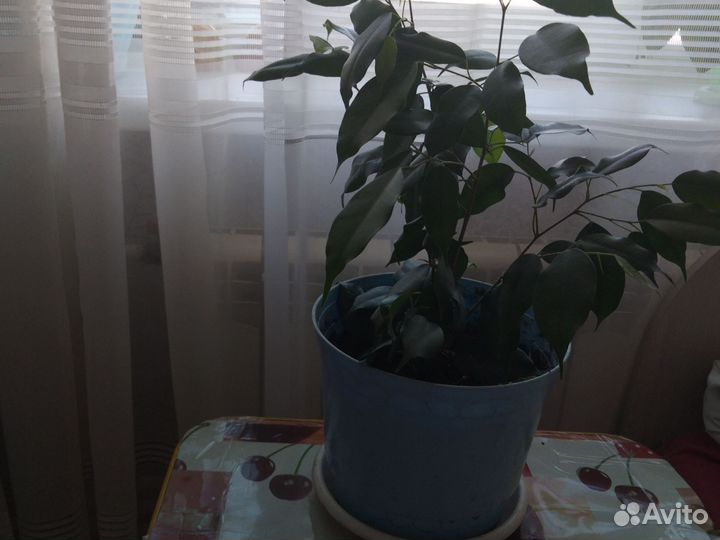 Фикус бенджамина