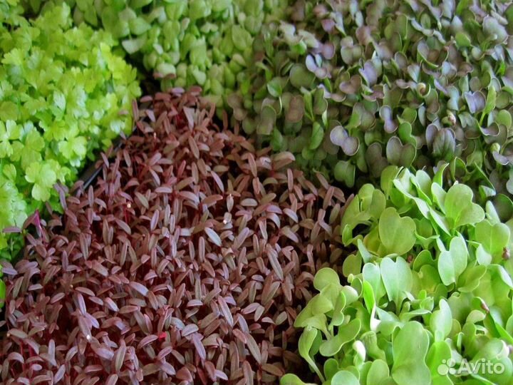 Микрозелень, просто и со вкусом