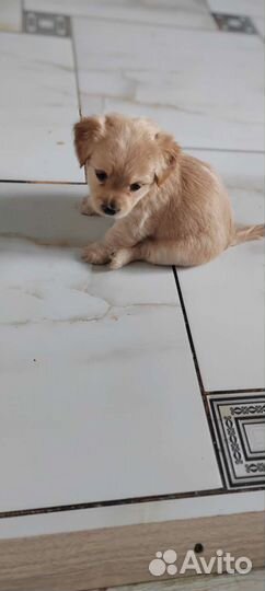 Щенки алопекис