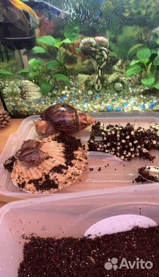 Улитки ахатины