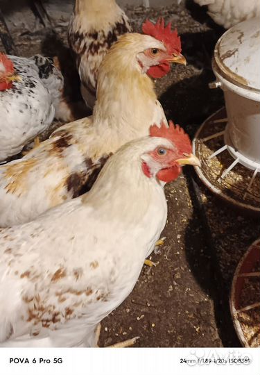 Молоденькие петушки