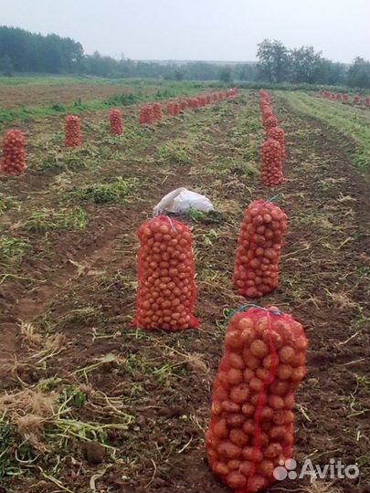 Картофель Беллароза