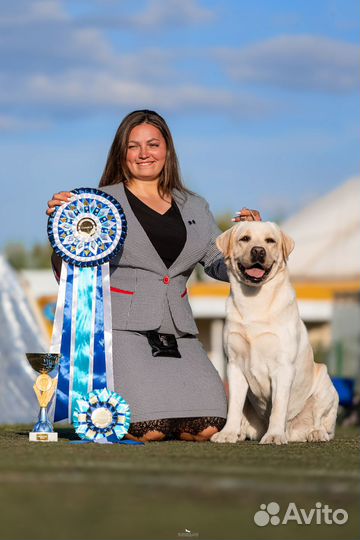 Вязка. Лабрадор