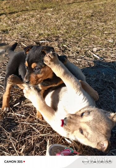 Щенки ищут заботливые ручки