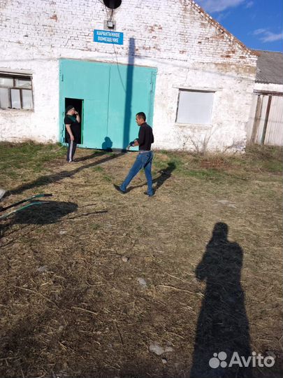 Услуги карантина крс и мрс