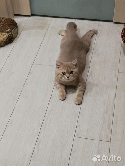 Шотландский кот вязка