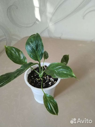 Спатифиллумы:Домино, Moon shadow