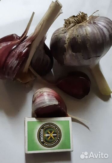 Чеснок сортовой