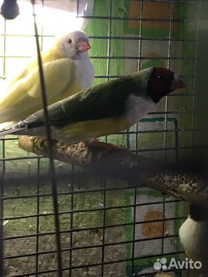 Амадин Гульда