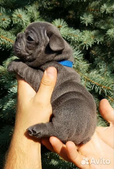 Голубой бульдог мальчик
