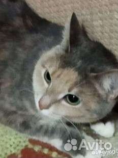 Отдам в добрые руки