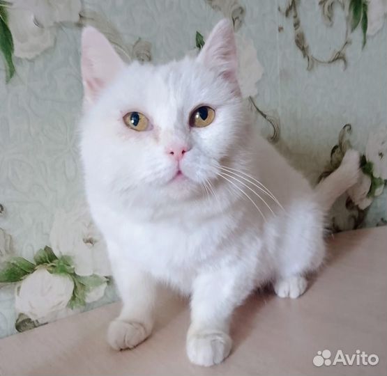 Турецкая ангора