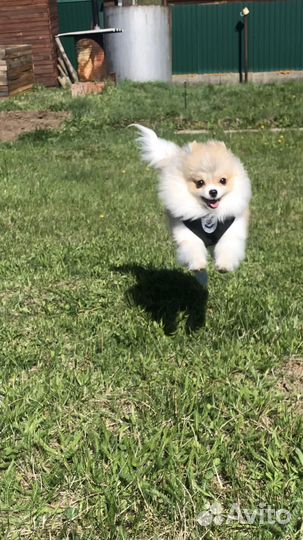 Померанский щпиц ищет девочку для вязки