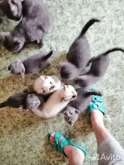 Шотландские котята