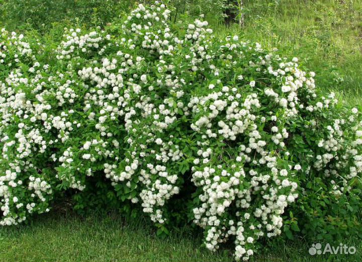 Снежноягодник, спирея, пузырепдлодник,рябинник