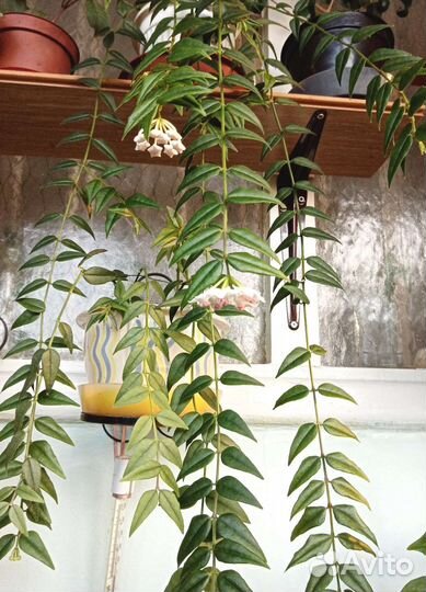 Комнатные растения