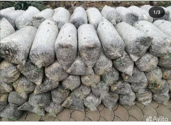 Грибные блоки отработанные