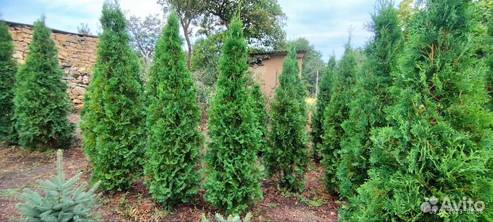 Туя колоновидная, ель голубая, сосна крымская