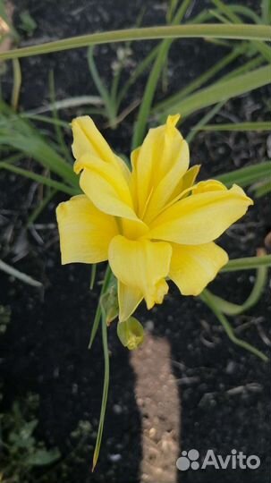 Лилейники сортовые