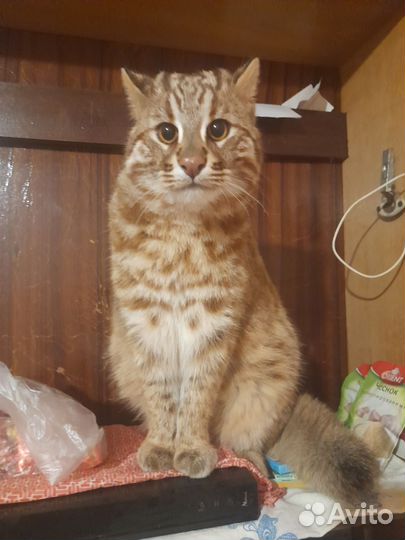 Эксклюзивные котята лесной амурской кошки