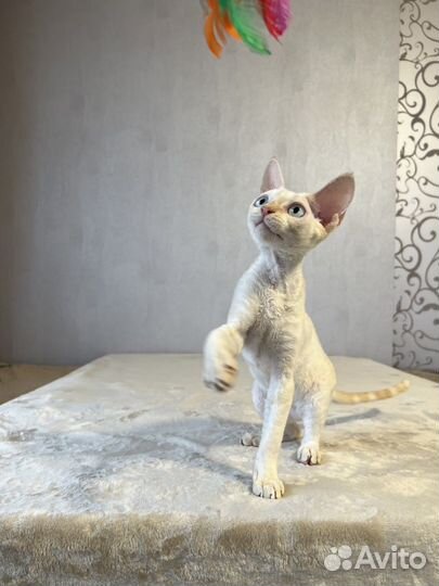 Девон-рекс клубный котёнок от Чемпиона породы