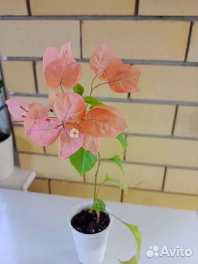 Бугенвиллея