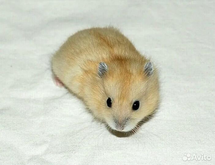 Джунгарский хомяк бесплатно