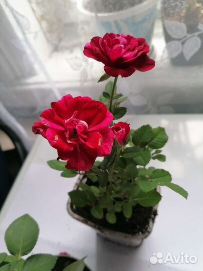 Бурбонская роза, комнатные цветы
