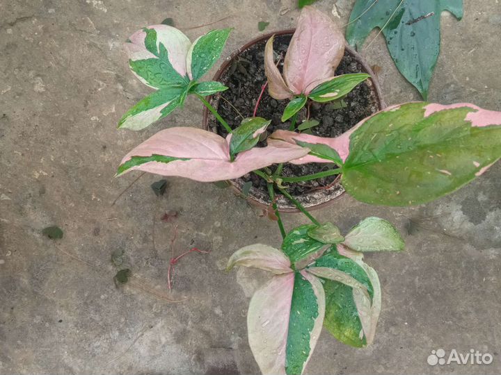 Сингониум, аглаонема, монстера, филодендрон