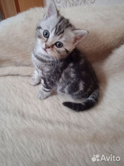 Шотландская