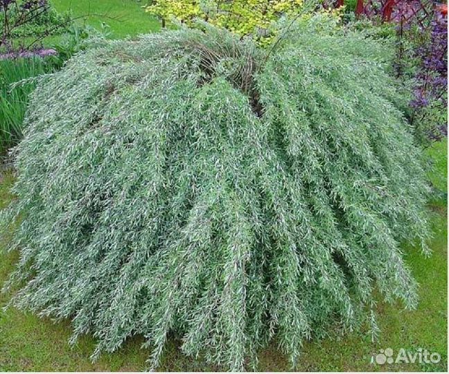 Цветы многолетние и кустарники