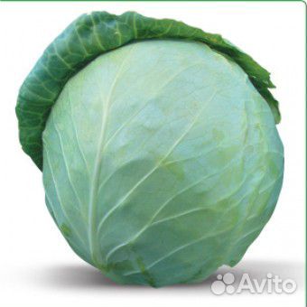 Семена Капусты 