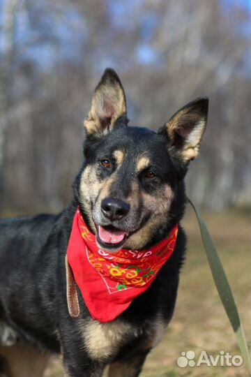 Красавчик Макс ищет семью