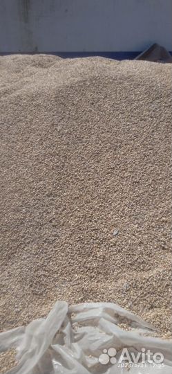 Кукуруза зерно