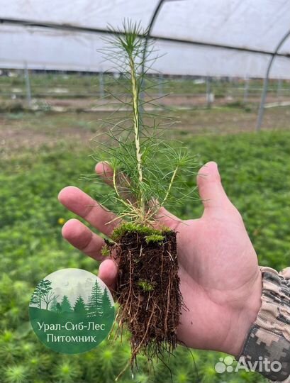 Сосна зкс окс сеянцы Ель Лиственница Голуб Горная