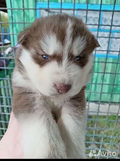 Отдам щенка в добрые рукки