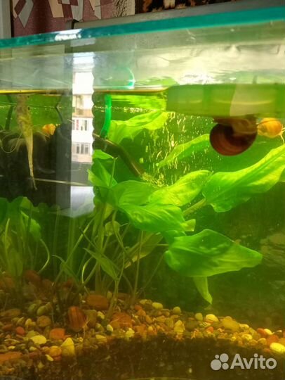 Аквариумные рыбки, растения, улитки Ампулярии