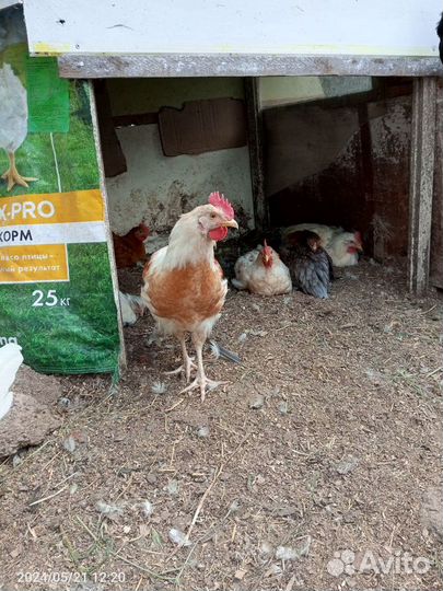 Молодые петухи