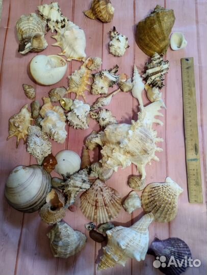 Набор ракушек для аквариума