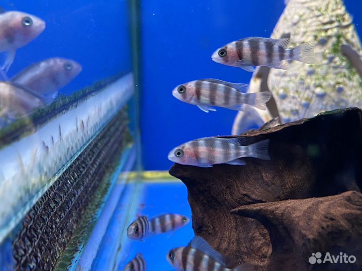 Фронтоза блю заир,черная вдова