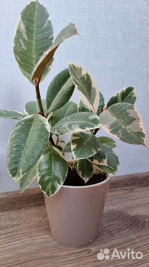 Фикус эластика тинеке